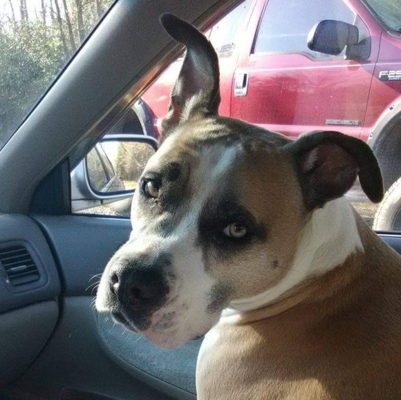 Meet your Posher, Drew - Picture 1 of 1